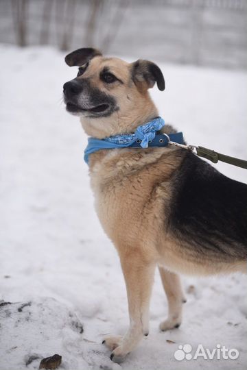 Собака-улыбака в добрые руки