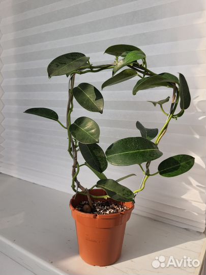 Стефанотис, Хамедорея, Крассула