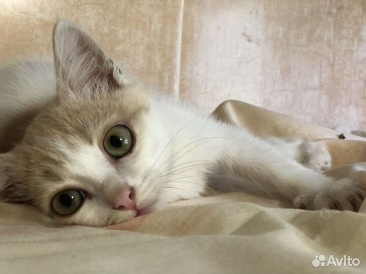 Котёнок мальчик