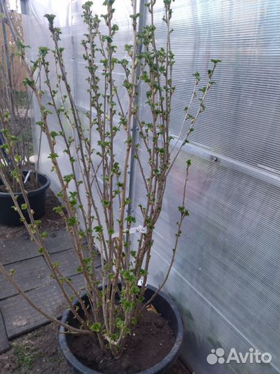 Саженцы смородины