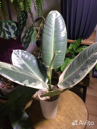 Комнатные растения