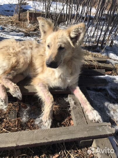 Собака в добрые руки