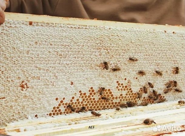 Мёд 24 года из Алтая опт