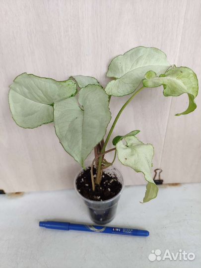 Укорененные растения 6