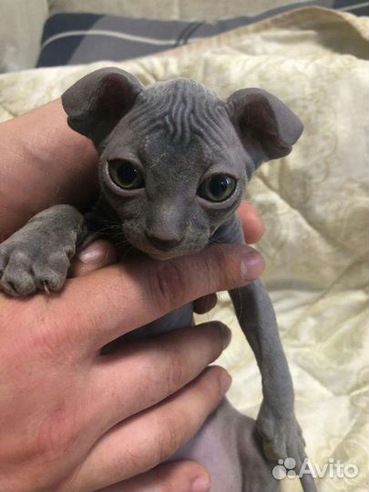 Котенок Сфинкс