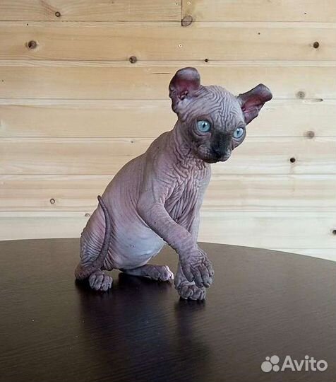 Шоколадная эльф