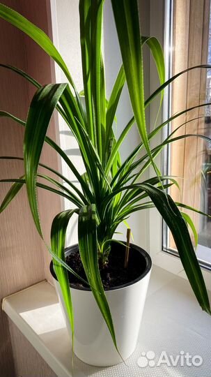 Пальма панданус комнатный цветок