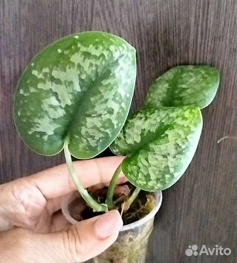 Сциндапсусы сортовые