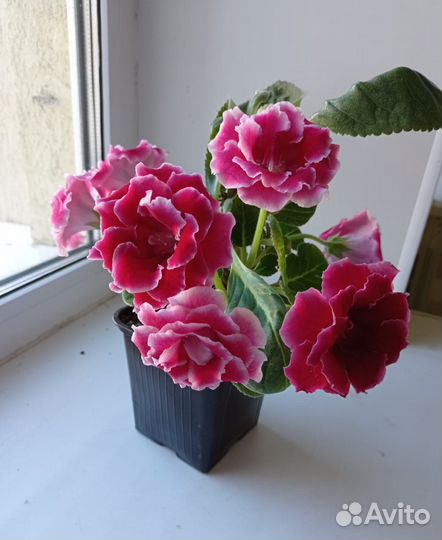 Глоксинии семена