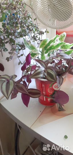 Комнатные домашние растения