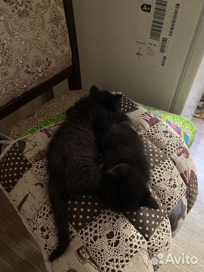 Котята мальчики, два месяца