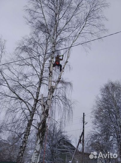 Спилить дерево спил деревьев Туношна