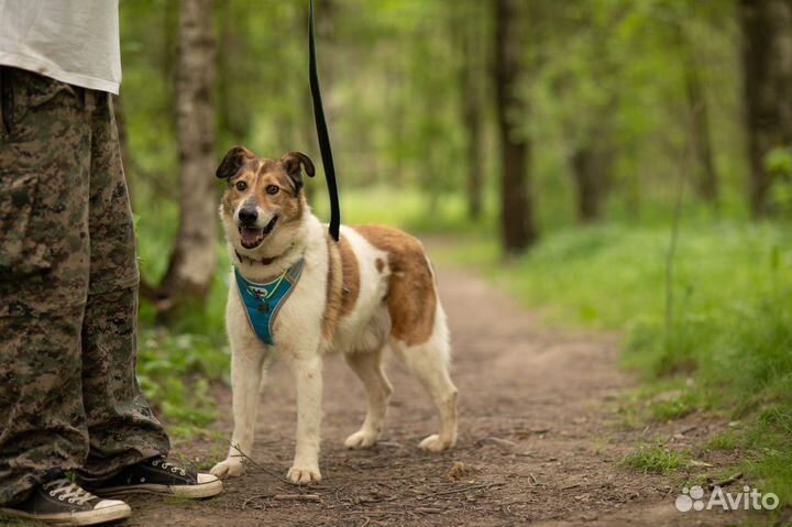 Воспитанный спокойный парень ищет дом