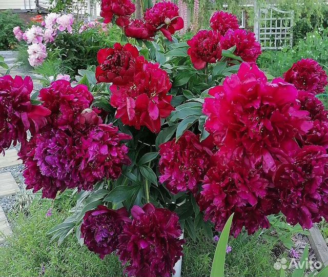 Пион бордовый