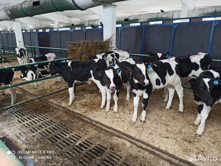 Телята мясной породы бычки