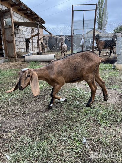 Англо нубийские козочки