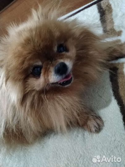 Собачья шерсть пряжа