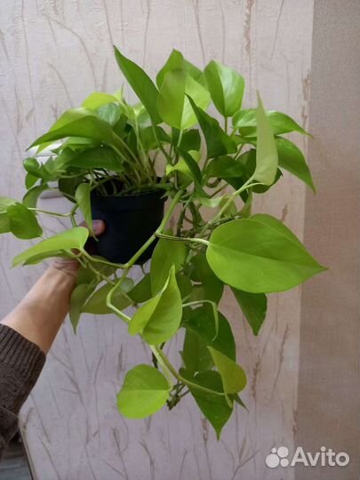 Сциндаптусы Эпипремнумы Марбл Квин, Эппл, Хэппи