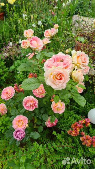 Розы Д. Остина и плетистые в горшках