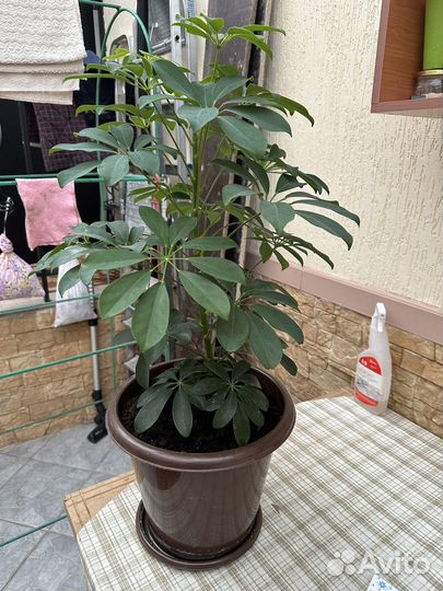 Цветок шефлера