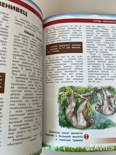 Энциклопедия для детей Животные Южной Америки