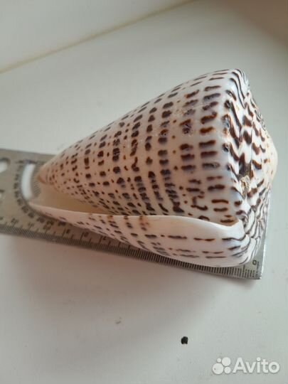 Ракушка Конус Литтератус