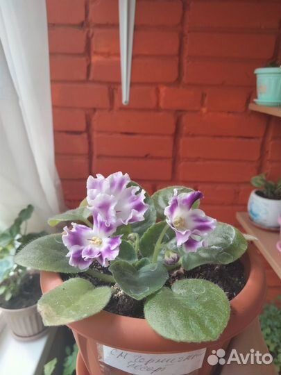 Продам сортовые фиалки