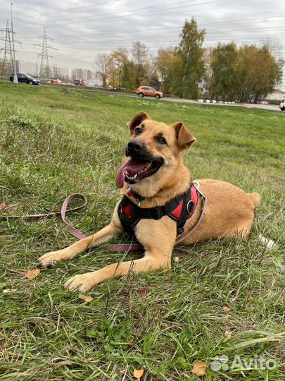 Активному Жаку невыносимо в приюте