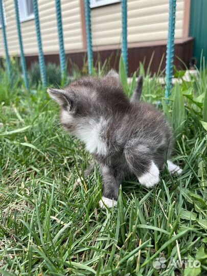 Котята в добрые руки бесплатно