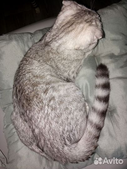 Шотландская вислоухая кошка
