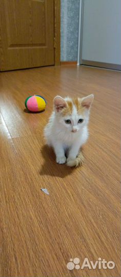 Котёнок (девочка)