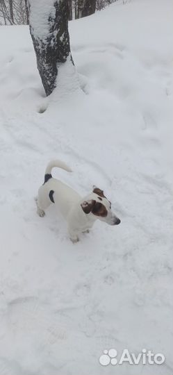 Вязка Джек Рассел Терьер