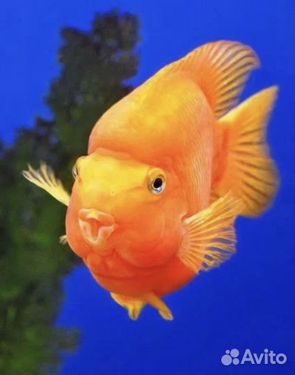 Аквариумные рыбки