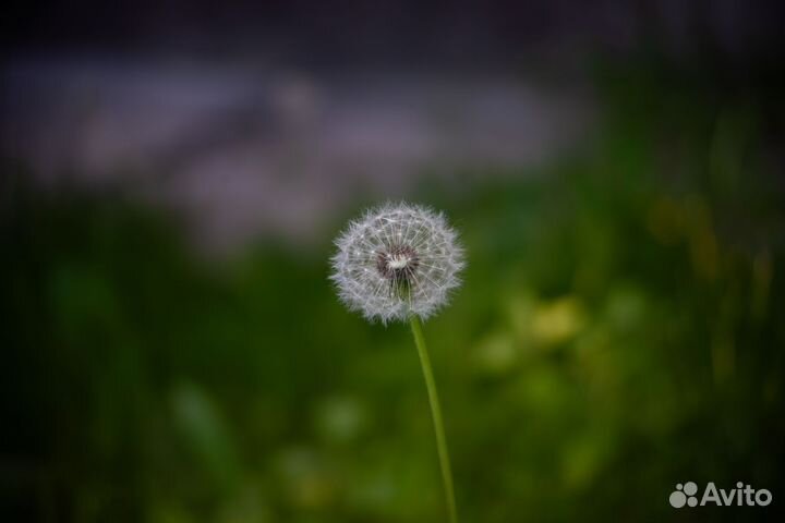 Портретный объектив