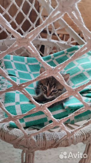 Котятки в дар бесплатно