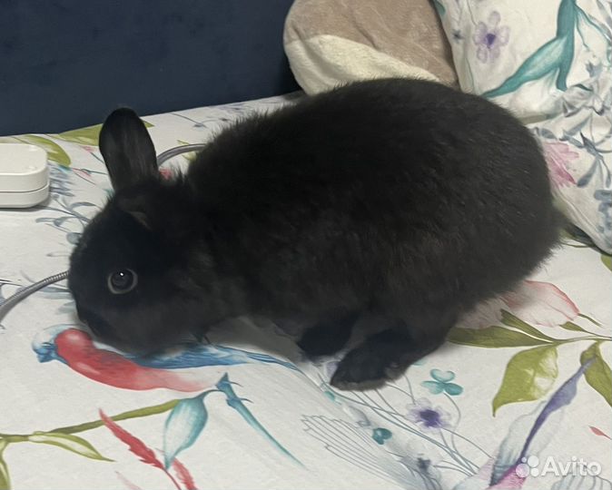 Кролик черный, с клеткой