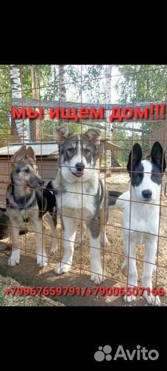 Собаки из приюта