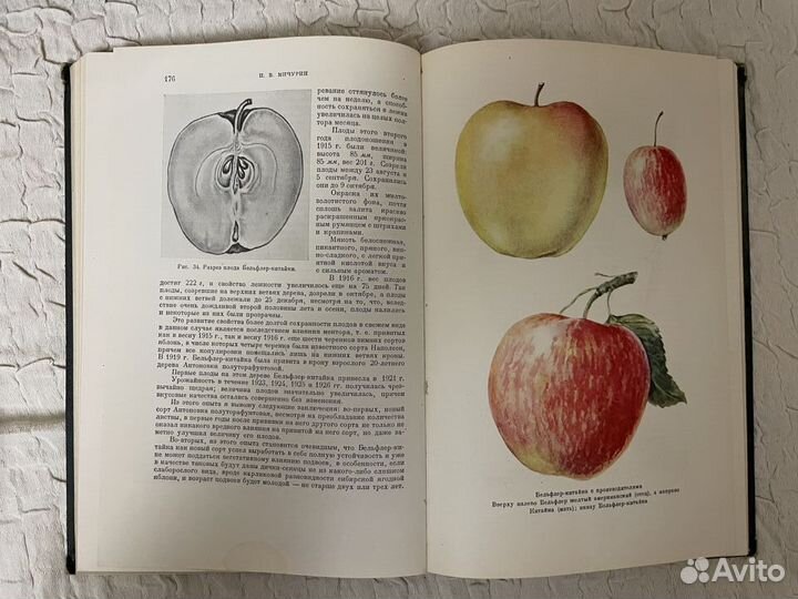 Мичурин И.А. 1949 год