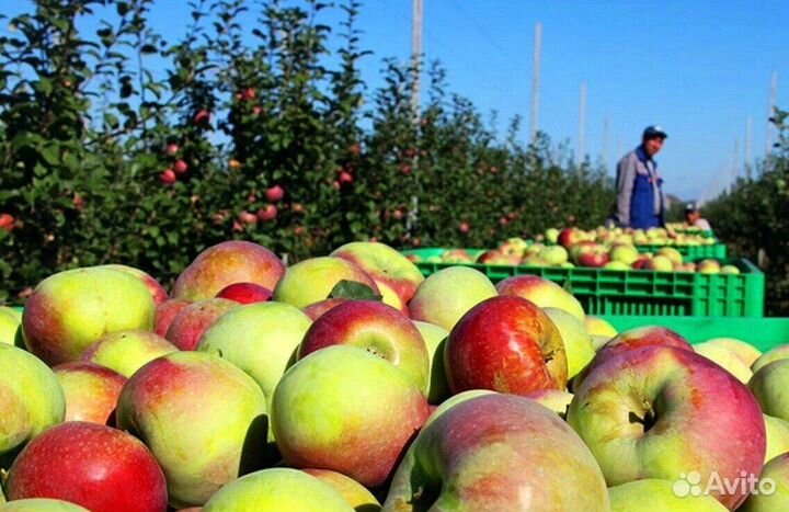 Разнорабочий по сборке яблок на сезон