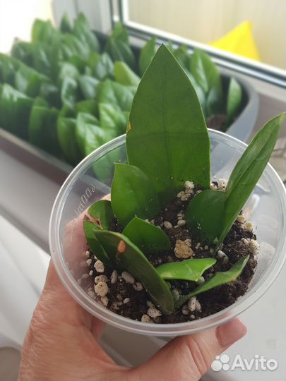 Замиокулькас укорененные