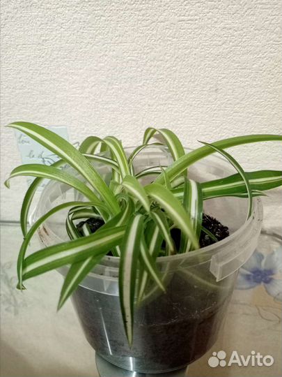 Хлорофитум кудрявый