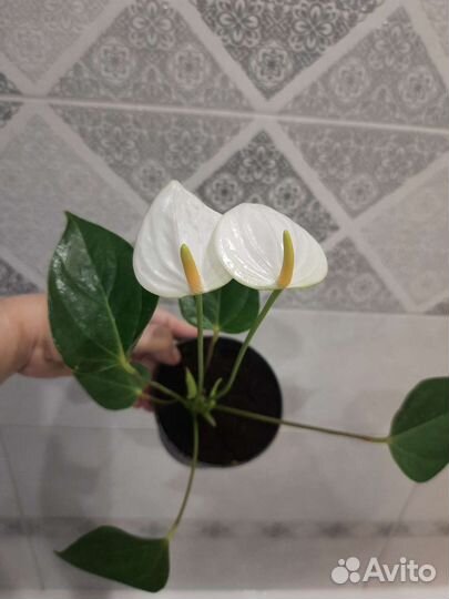 Антуриум Элидо