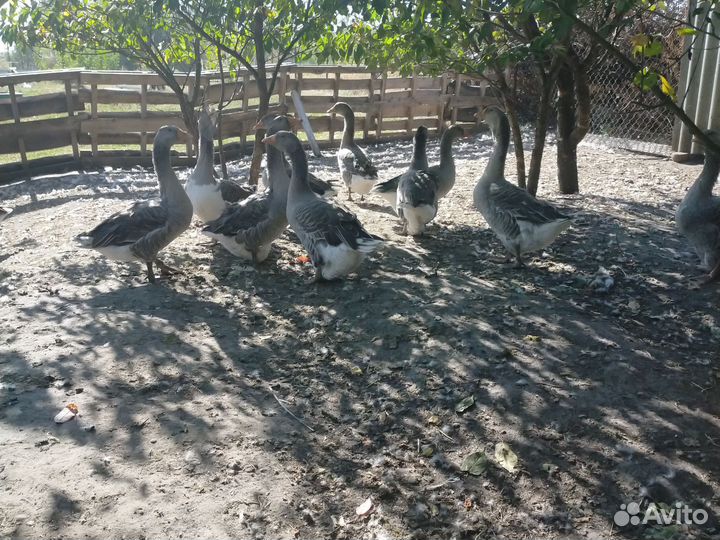 Домашняя птица