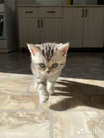 Шотландская девочка