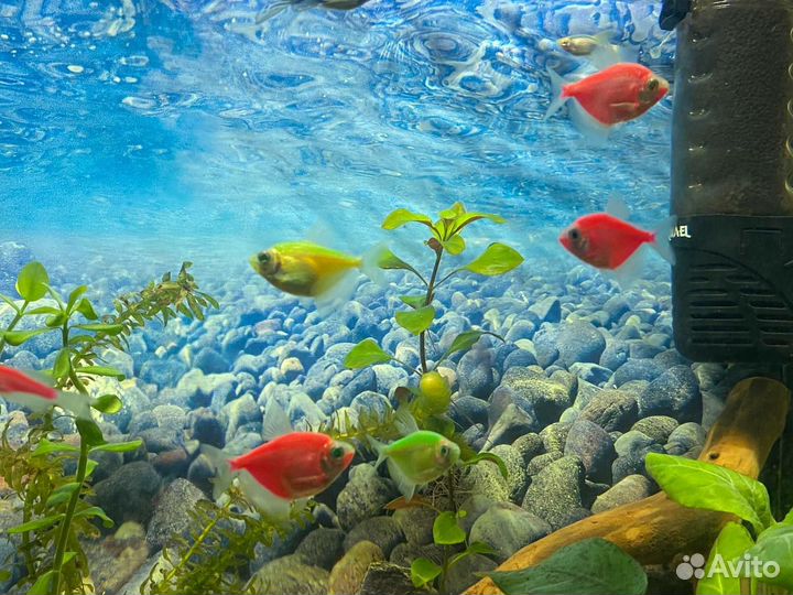 Стайка Тернеций гло