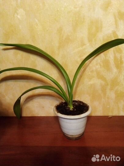 Гиппеаструм