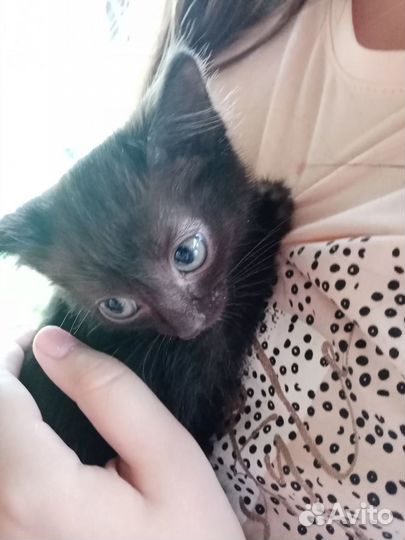 Котята девочки