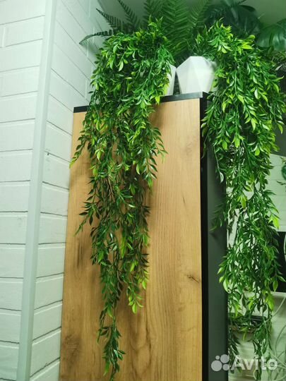 Ампельная зелень, лиана