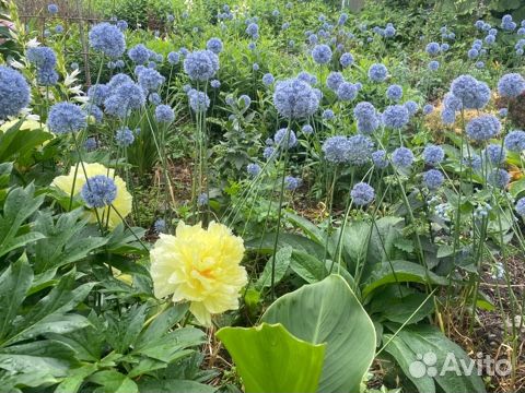 Садовые растения