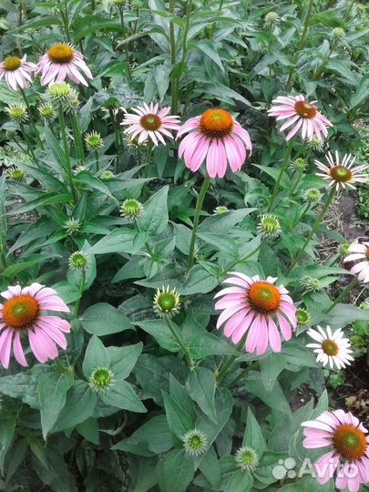 Эхинацея пурпурная